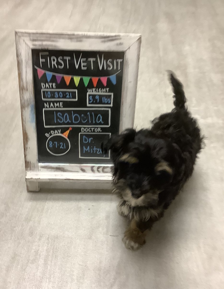 BartelsBusack's tweet photo. Happy Wet Nose Wednesday! #FirstVetVisits #Clover #Daisy #Crash #Isabella #Frank #Miso #Daisy #Biscut #BraveKids https://t.co/4zV8fWgQge
