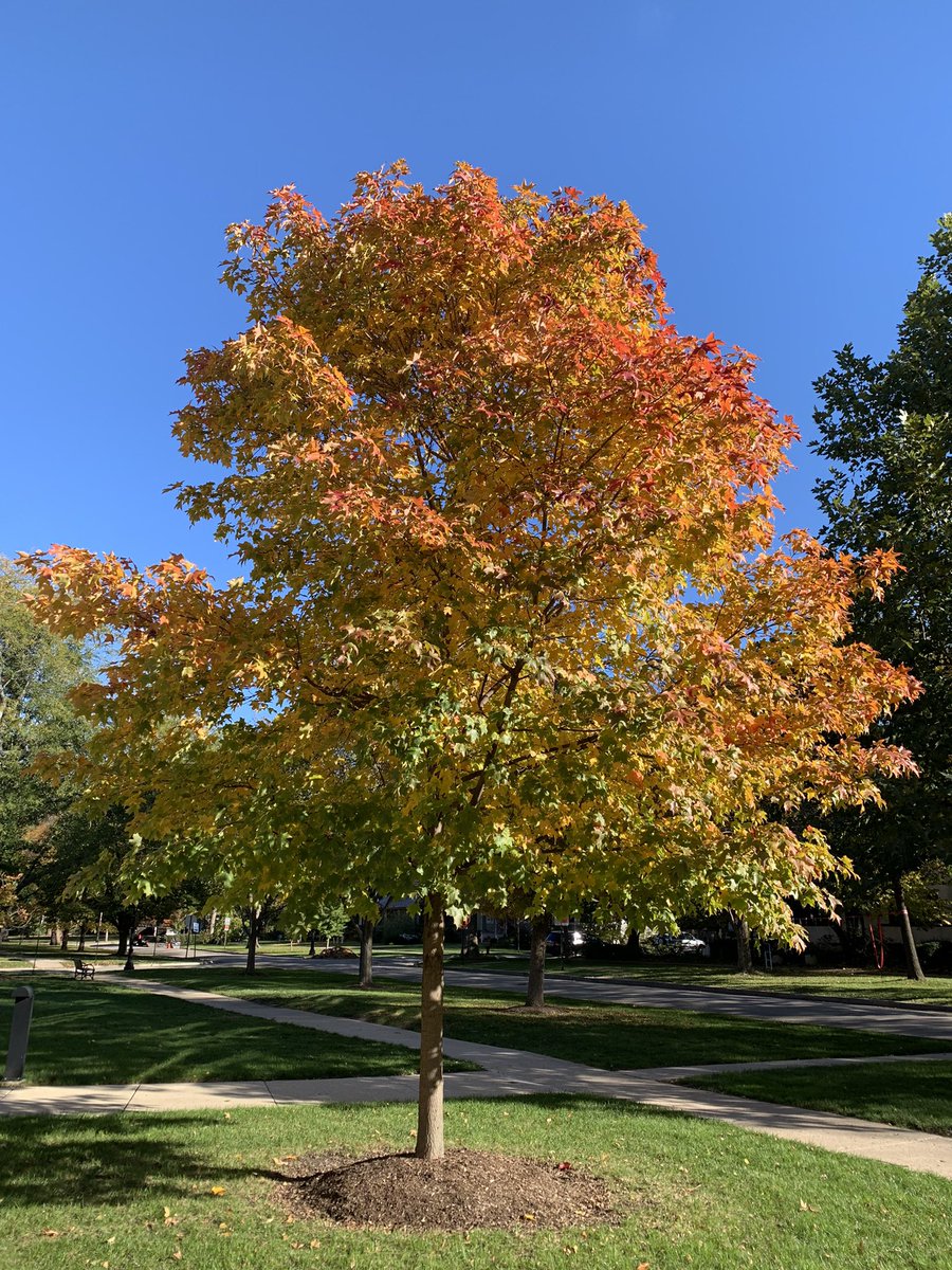 enjoying a spectacular fall day in the Midwest! #fall #trees #NaturePhotography