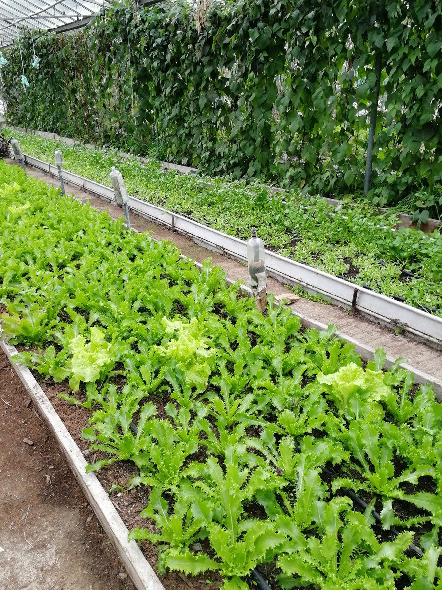 vickihird's tweet image. Now at the @organiclea fantastic site in Waltham forest #periurban #fringefarming - large site with major horticulture skills training going on as well as food growing.