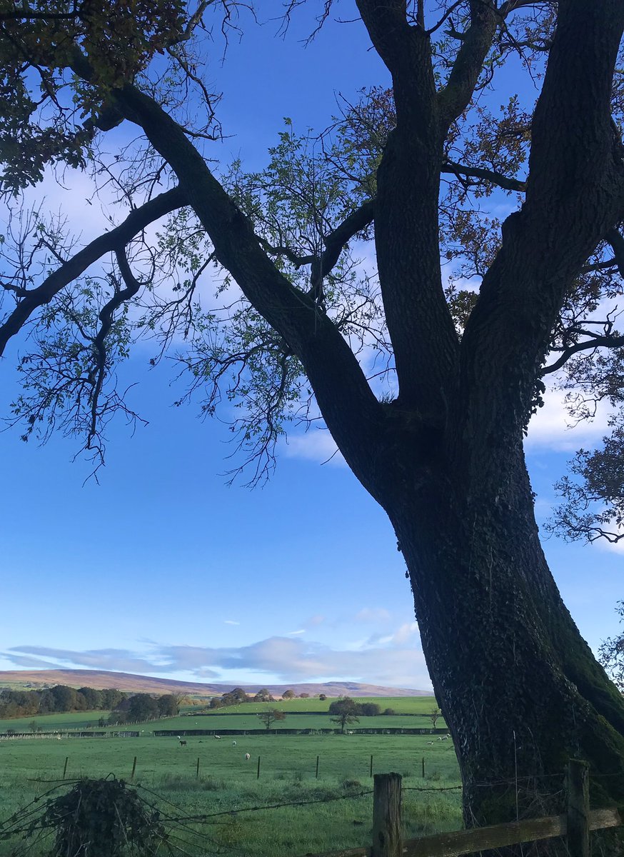 belviderefondo's tweet photo. Lovely Autumn morning - nice to see some sun! https://t.co/WDn4x2xvB2
