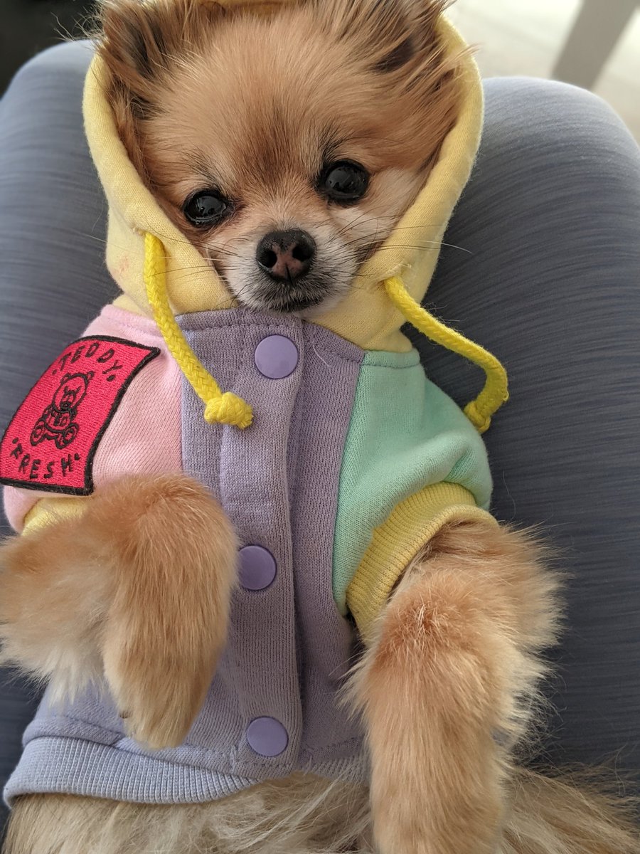DaraDef_'s tweet photo. @Twitch Eevee as official Twitch doggo ambassador?? @PupperEevee https://t.co/c9yiRxLANP