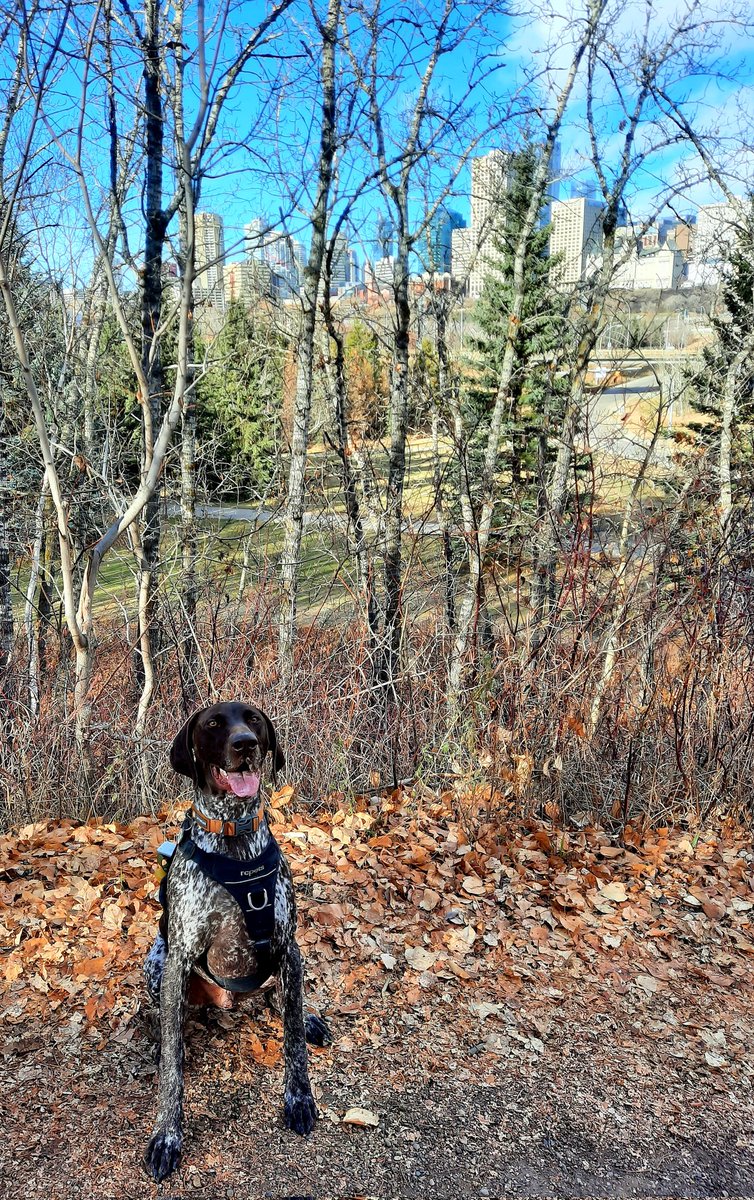 UnleashedExplo1's tweet photo. Giggsy representing Edmontoooon #yeg #ravine #unleashedexplorers #germanshorthairedpointer https://t.co/oEVDCbUcqI