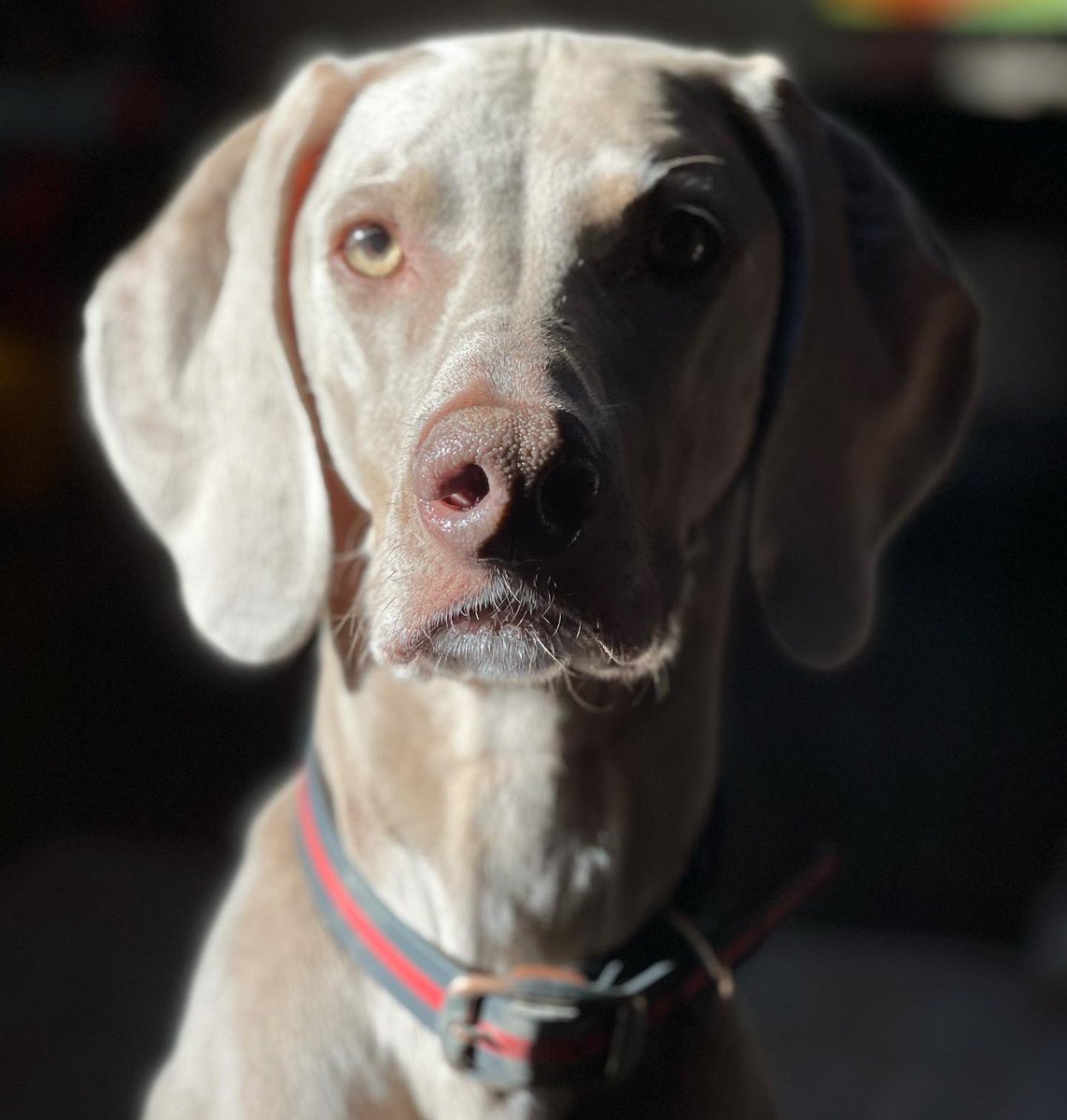 officernorton's tweet photo. @cearrab_ Did someone say dinner!? https://t.co/AxlVx0ZtyH