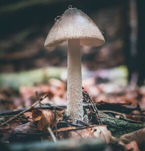 NaiboVisuals's tweet photo. 3. 
‘The ‘Shrooms’’on @opensea is a  body of work that is intended to highlight the importance of fungi in our environment. The role that they play in the forests need to be celebrated &amp; upheld. 

Link: https://t.co/0XwnW6Vt1w

#NFTCommunity #nftcollectors #nftshrooms #NFTfamily https://t.co/NB2T7NKMtd