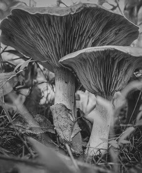 NaiboVisuals's tweet photo. 3. 
‘The ‘Shrooms’’on @opensea is a  body of work that is intended to highlight the importance of fungi in our environment. The role that they play in the forests need to be celebrated &amp; upheld. 

Link: https://t.co/0XwnW6Vt1w

#NFTCommunity #nftcollectors #nftshrooms #NFTfamily https://t.co/NB2T7NKMtd