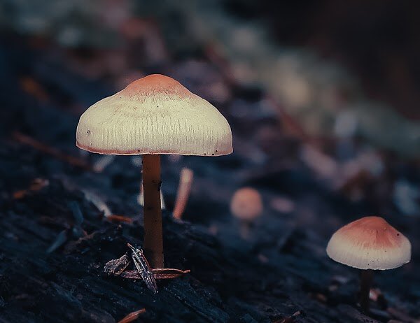 NaiboVisuals's tweet photo. 3. 
‘The ‘Shrooms’’on @opensea is a  body of work that is intended to highlight the importance of fungi in our environment. The role that they play in the forests need to be celebrated &amp; upheld. 

Link: https://t.co/0XwnW6Vt1w

#NFTCommunity #nftcollectors #nftshrooms #NFTfamily https://t.co/NB2T7NKMtd