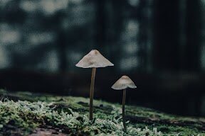 NaiboVisuals's tweet photo. 3. 
‘The ‘Shrooms’’on @opensea is a  body of work that is intended to highlight the importance of fungi in our environment. The role that they play in the forests need to be celebrated &amp; upheld. 

Link: https://t.co/0XwnW6Vt1w

#NFTCommunity #nftcollectors #nftshrooms #NFTfamily https://t.co/NB2T7NKMtd