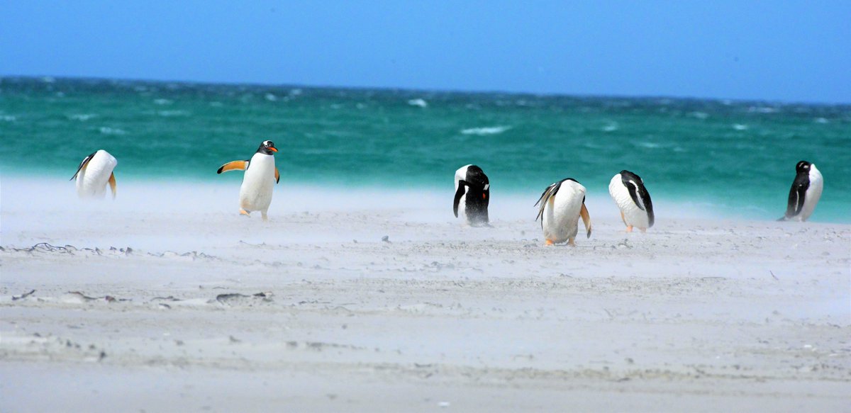 kelper60's tweet photo. Yoga on the beach penguin style...#gentoo #penguins #volunteerpoint #lagoon #beach #falklandislands https://t.co/zc4e3DKKXE