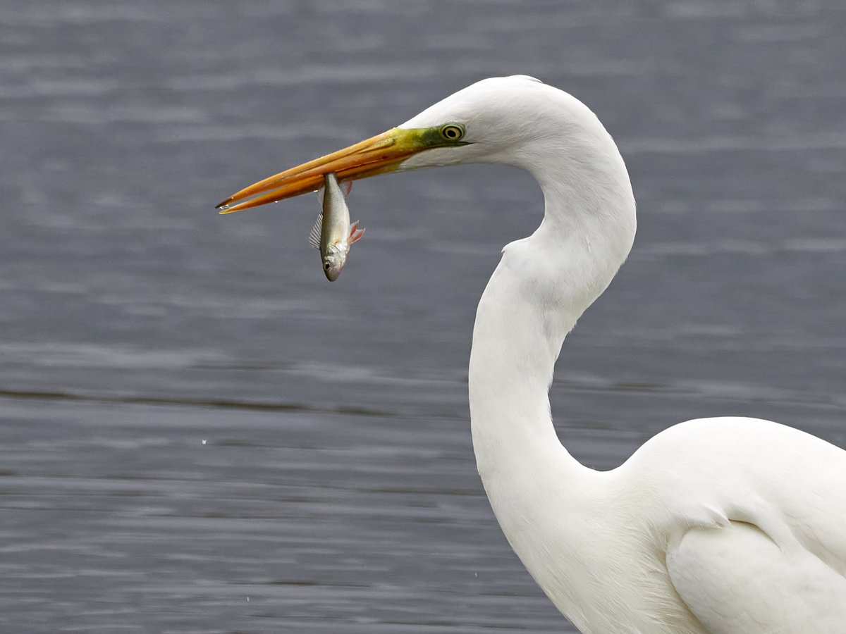 macg33zr's tweet image. The one that nearly got away! Looks like a Perch, but no stripes so maybe a young one 🤔… Watching a Great White Egret close to the hide at Wilstone with @Egriff79891177 and @Hertsbirder #GWE #OlympusUK