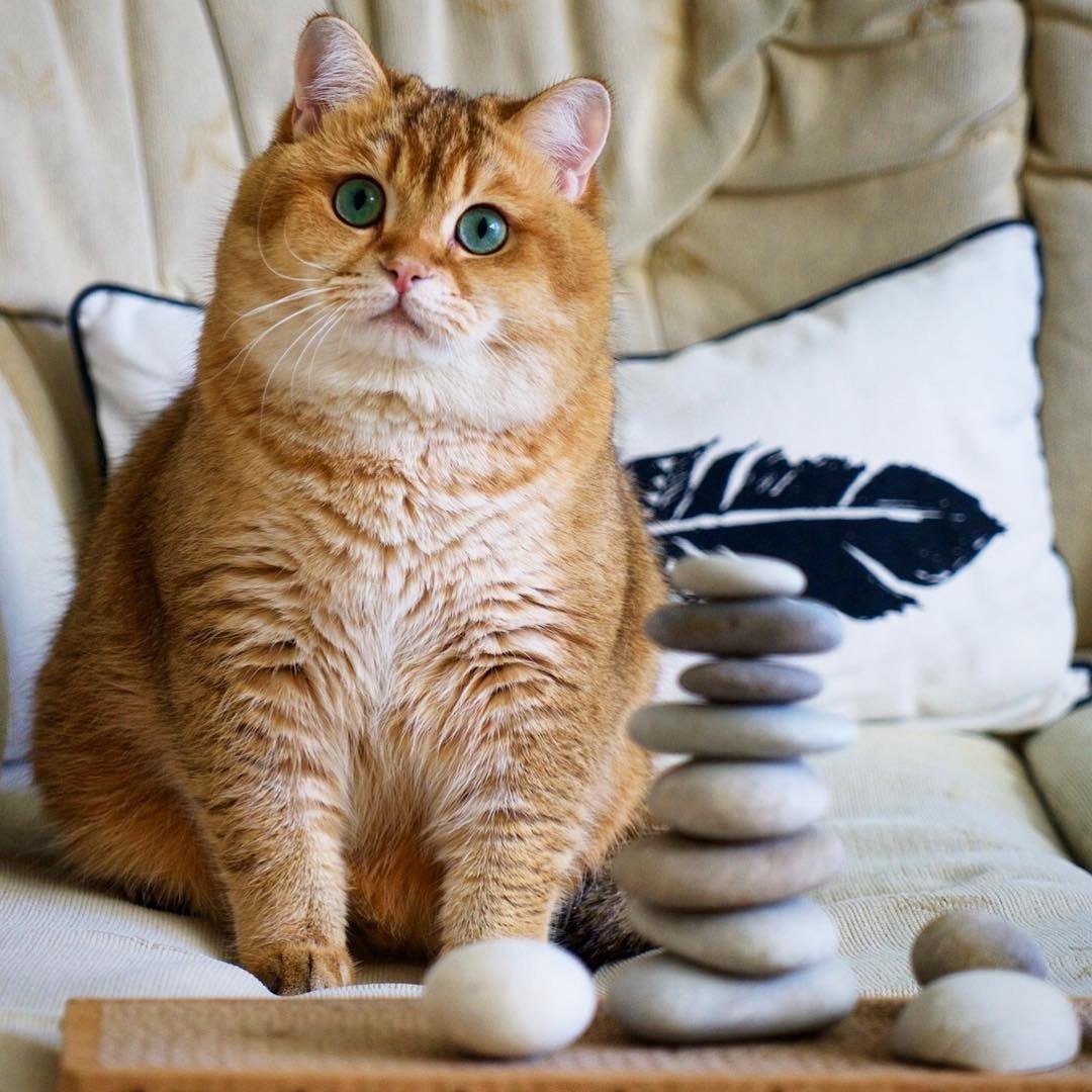 Рыжий британец кот