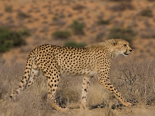 HourlyCheetahs's tweet image. HourlyCheetahs presents: