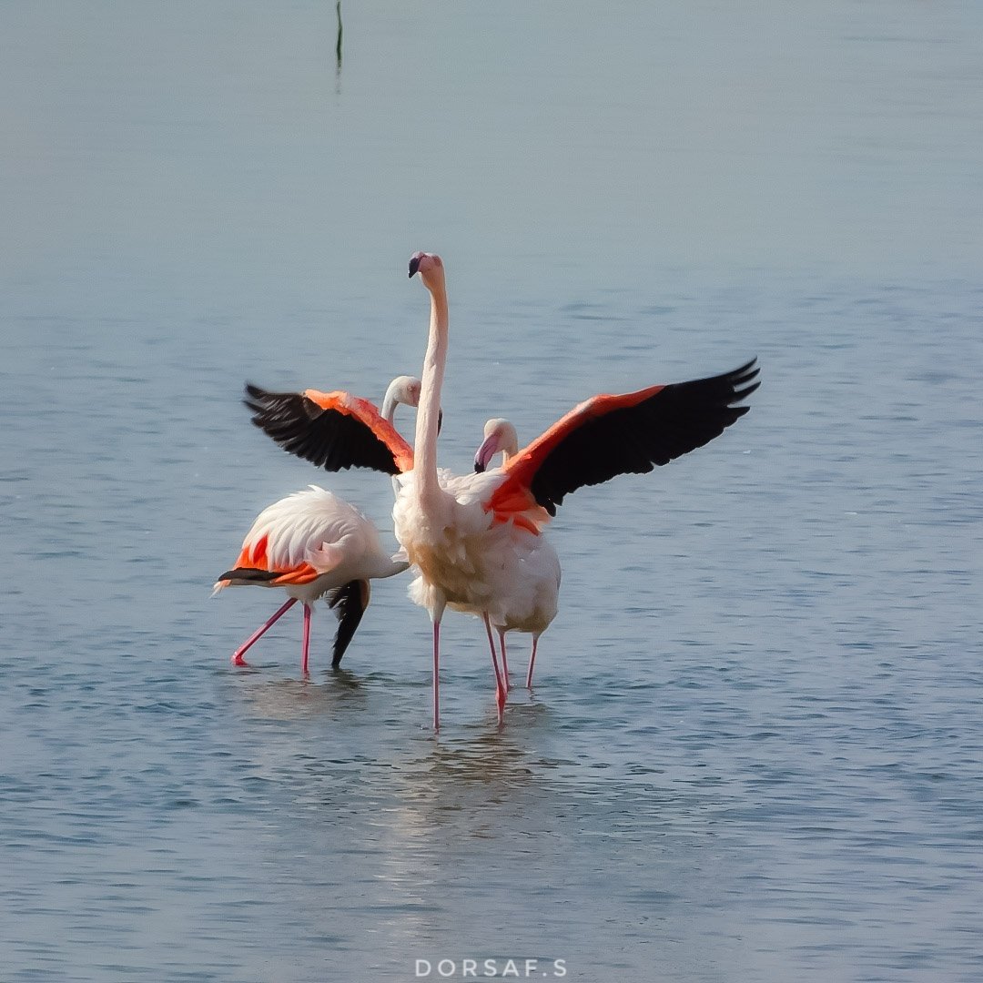 DorsafSeboui's tweet photo. #flamantrose #flamingo #nature #camargue #flamant #birds #pinkflamingo #naturephotography #pink #bird #france #photography #flamingos  #oiseaux #animaux #occitanie #summer #wildlife #rose #flamantsroses #photooftheday #flamingolover #oiseau #e #zoo #picoftheday https://t.co/U8tI9LV3XT