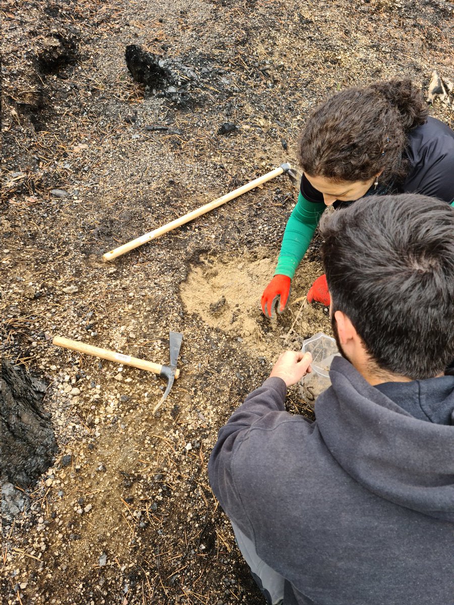 FireFungi (@firefungi_) on Twitter photo Field season is on!! Sampling soils and roots of Pinus sylvestris that burnt last August in Navalacruz with Ana Rincon (<a href="/CSIC/">CSIC</a>), Ignacio Garcia (<a href="/La_UPM/">Universidad Politécnica de Madrid</a>) and <a href="/caponte__/">Cristina Aponte</a> (<a href="/INIA_es/">INIA-CSIC</a>) Field season is on!! Sampling soils and roots of Pinus sylvestris that burnt last August in Navalacruz with Ana Rincon (<a href="/CSIC/">CSIC</a>), Ignacio Garcia (<a href="/La_UPM/">Universidad Politécnica de Madrid</a>) and <a href="/caponte__/">Cristina Aponte</a> (<a href="/INIA_es/">INIA-CSIC</a>)