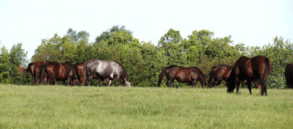 kyequine's tweet photo. While horses evolved as grazers, the quality of the pasture grasses has increased dramatically in recent years, making it unsuitable for some horses. Read more: https://t.co/JsxCGDO5jO
#horsehealth #pasturehealth #equinenutrition https://t.co/LGmoZxhvc7