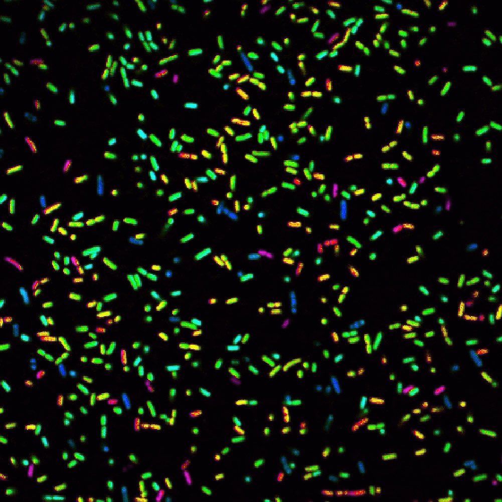 UMass Institute for Applied Life Sciences tweet media