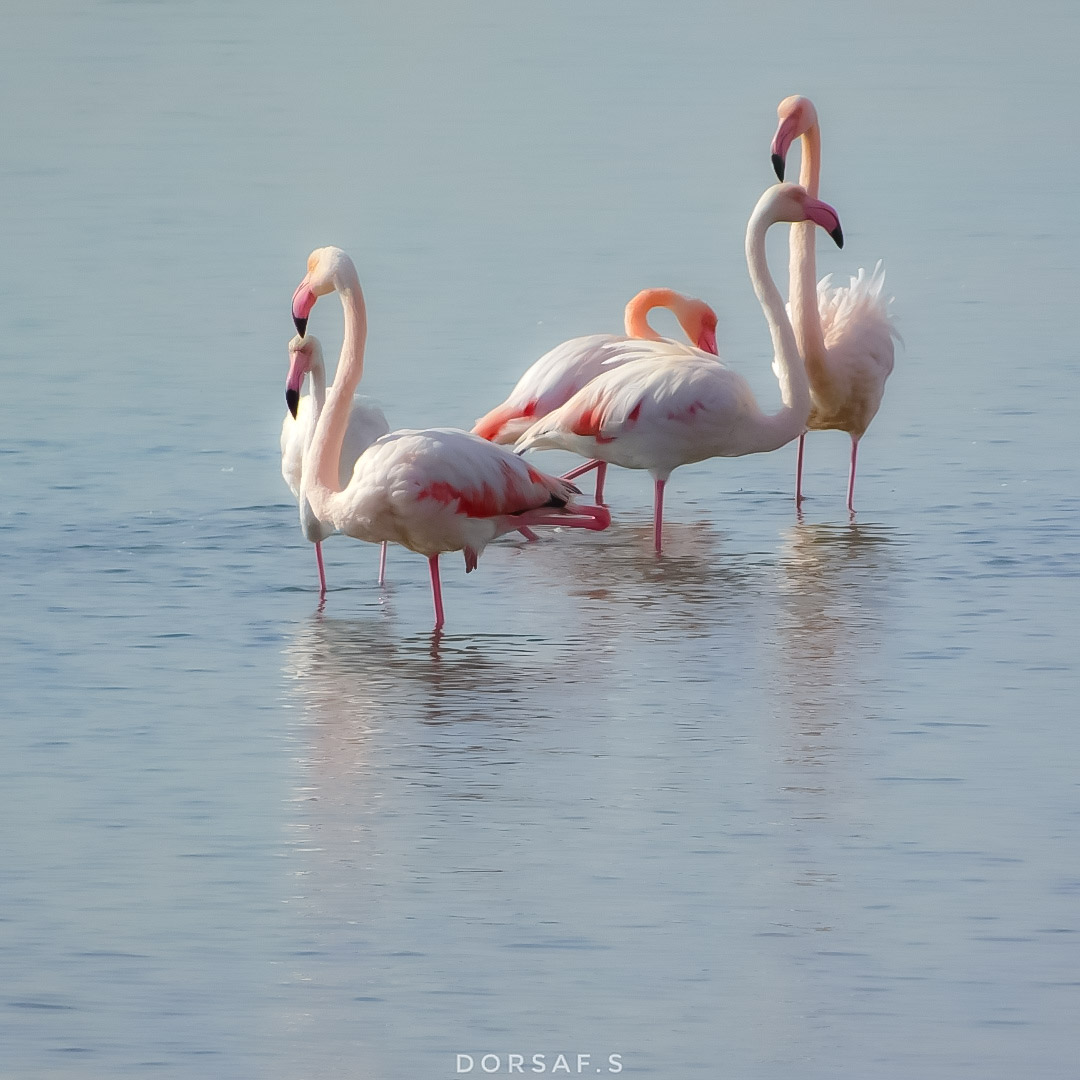 DorsafSeboui's tweet photo. #flamantrose #flamingo #nature #camargue #flamant #birds #pinkflamingo #naturephotography #pink #bird #france #photography #flamingos #love #oiseaux #animaux #occitanie #summer #wildlife #rose #flamantsroses #photooftheday #flamingolover #oiseau #e #zoo #picoftheday #naturelovers https://t.co/jCvwieD6Df