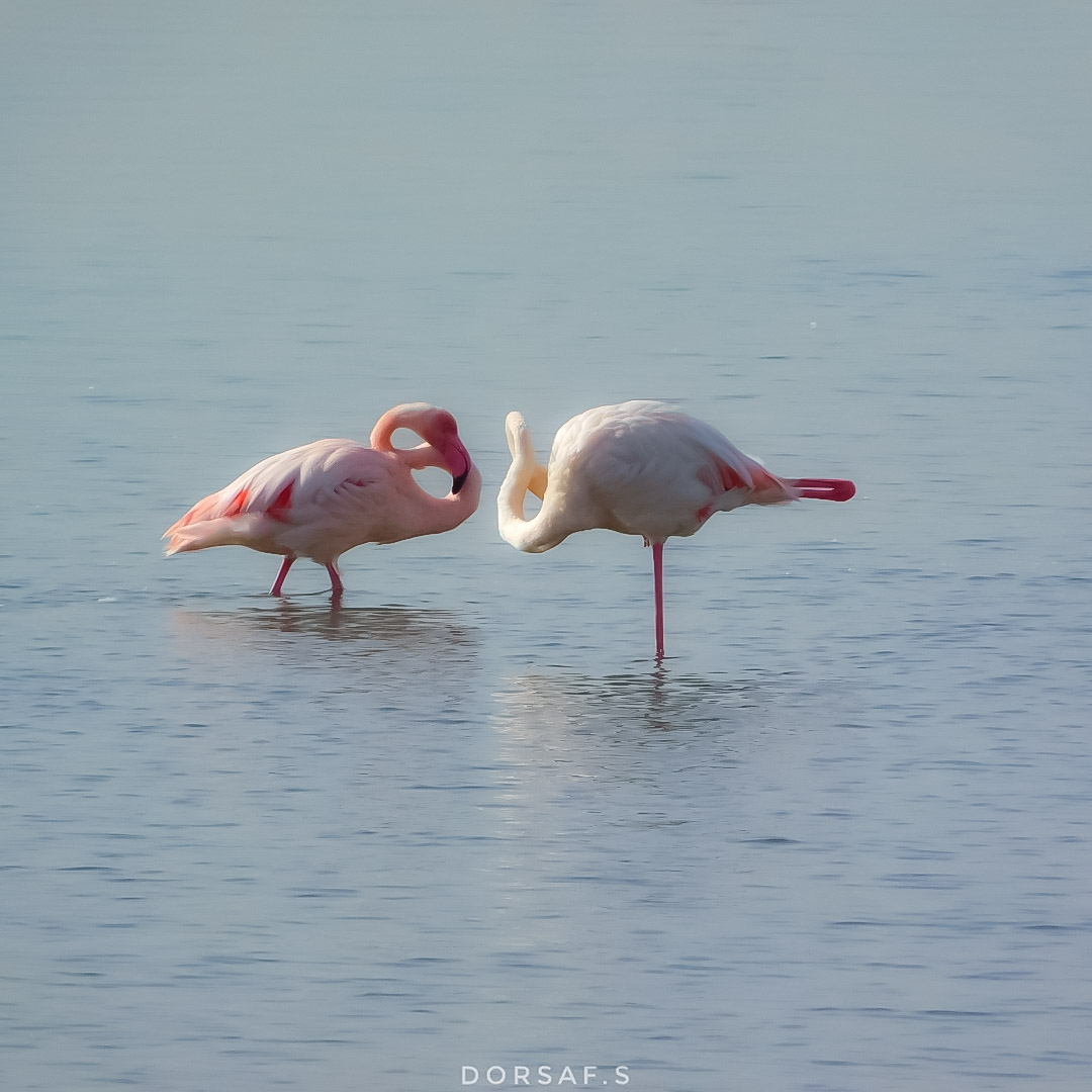 DorsafSeboui's tweet photo. #flamantrose #flamingo #nature #camargue #flamant #birds #pinkflamingo #naturephotography #pink #bird #france #photography #flamingos #love #oiseaux #animaux #occitanie #summer #wildlife #rose #flamantsroses #photooftheday #flamingolover #oiseau #e #zoo #picoftheday #naturelovers https://t.co/jCvwieD6Df