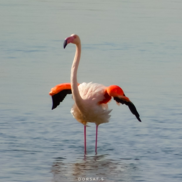 DorsafSeboui's tweet photo. #flamantrose #flamingo #nature #camargue #flamant #birds #pinkflamingo #naturephotography #pink #bird #france #photography #flamingos #love #oiseaux #animaux #occitanie #summer #wildlife #rose #flamantsroses #photooftheday #flamingolover #oiseau #e #zoo #picoftheday #naturelovers https://t.co/jCvwieD6Df