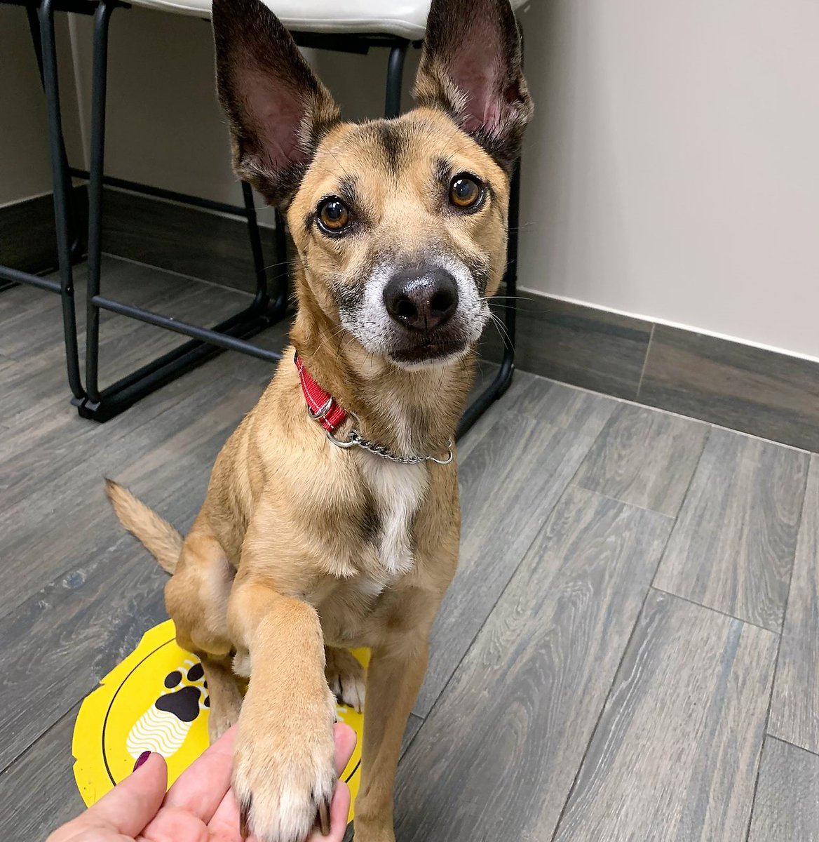 DrEllenKinzl's tweet photo. Chico was very happy to meet RVT Lesley (and very polite with his greeting, too)!
.
.
#smartdogs #gooddog #torontodog #dogswithmanners #libertyvillage #RVT #vettechs #veterinarian https://t.co/ojAfwwAVu6