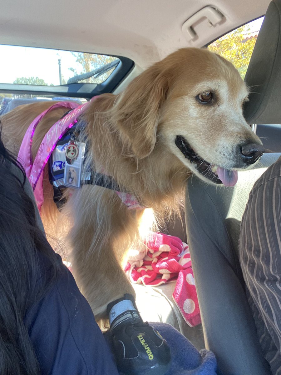 HachikoSBeans's tweet photo. Putting my best paw forward #BirthdayPrincess https://t.co/Fhq5FgWWR9