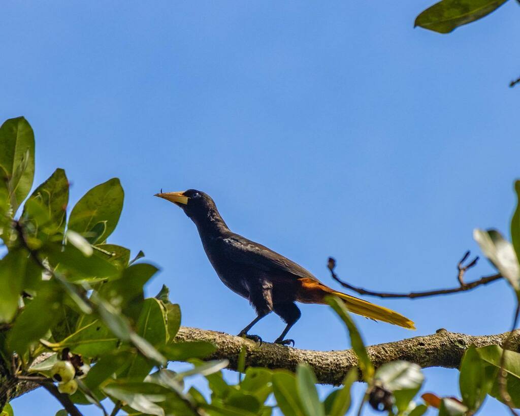 juanesoc's tweet photo. Otra ave más que pude conocer este fin de semana 
.
.
.
Oropéndola Crestada
#birds #ornithology #OropendolaCrestada #Oropéndola #Crestada #Psarocolius #decumanus #Psarocoliusdecumanus #bestbirdshots #best_birds_of_world #bestbirds #birdbrilliance #birdph… https://t.co/v1hCY1VCfD https://t.co/GscDw7s4p3