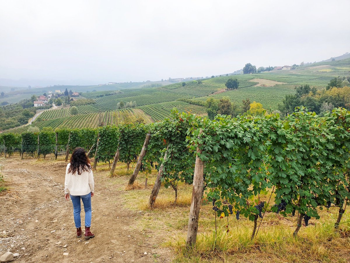 Autunno nelle Langhe vuol dire poesia. 🍇🍂

<a href="/inLanghe/">Langhe</a> <a href="/langhexperience/">Langhe Experience - Consorzio Turistico</a> <a href="/visitLMR/">visit Langhe Monferrato Roero</a>