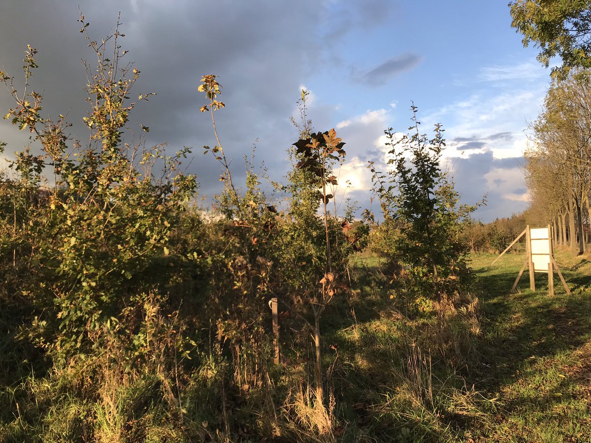 RDebeelde's tweet photo. Uitlezen van HOBO temperatuursensoren aan het Geerbos, tussen de buien door 😃  #TWIG #biodiversity #microclimate #FBWugent #ugent https://t.co/aBfRvOqpsU