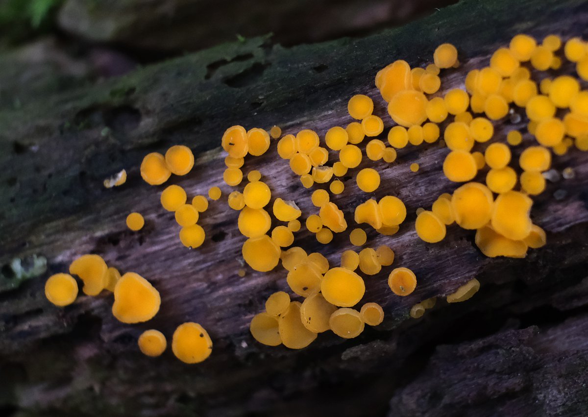 scotfot's tweet photo. Bisporella citrina, Lemon disco #fungi https://t.co/BsSodkPQBT