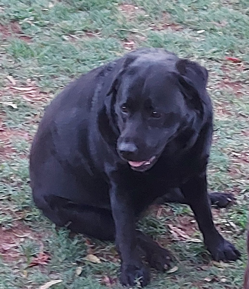 misstammy_za's tweet photo. Hi everybody, I celebrated my 4th birthday today, my mommy brought me some doggy friendly treats, I had to share one with my sister, I chose the pink one. 🐾🐾 https://t.co/JGzte5WecE