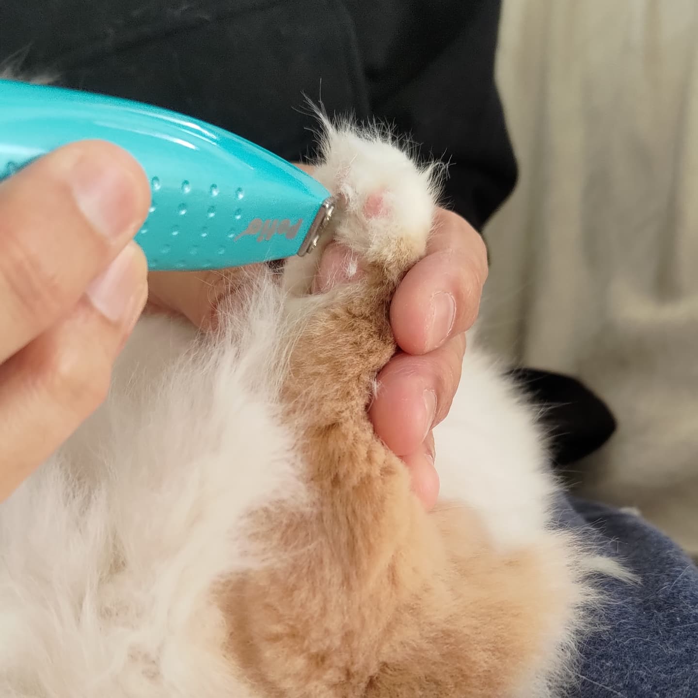 猫用バリカン Twitter Search Twitter