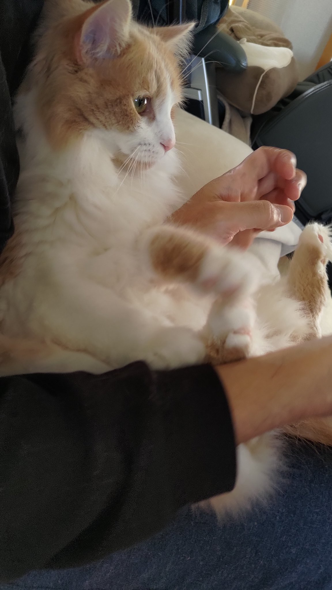 猫用バリカン Twitter Search Twitter