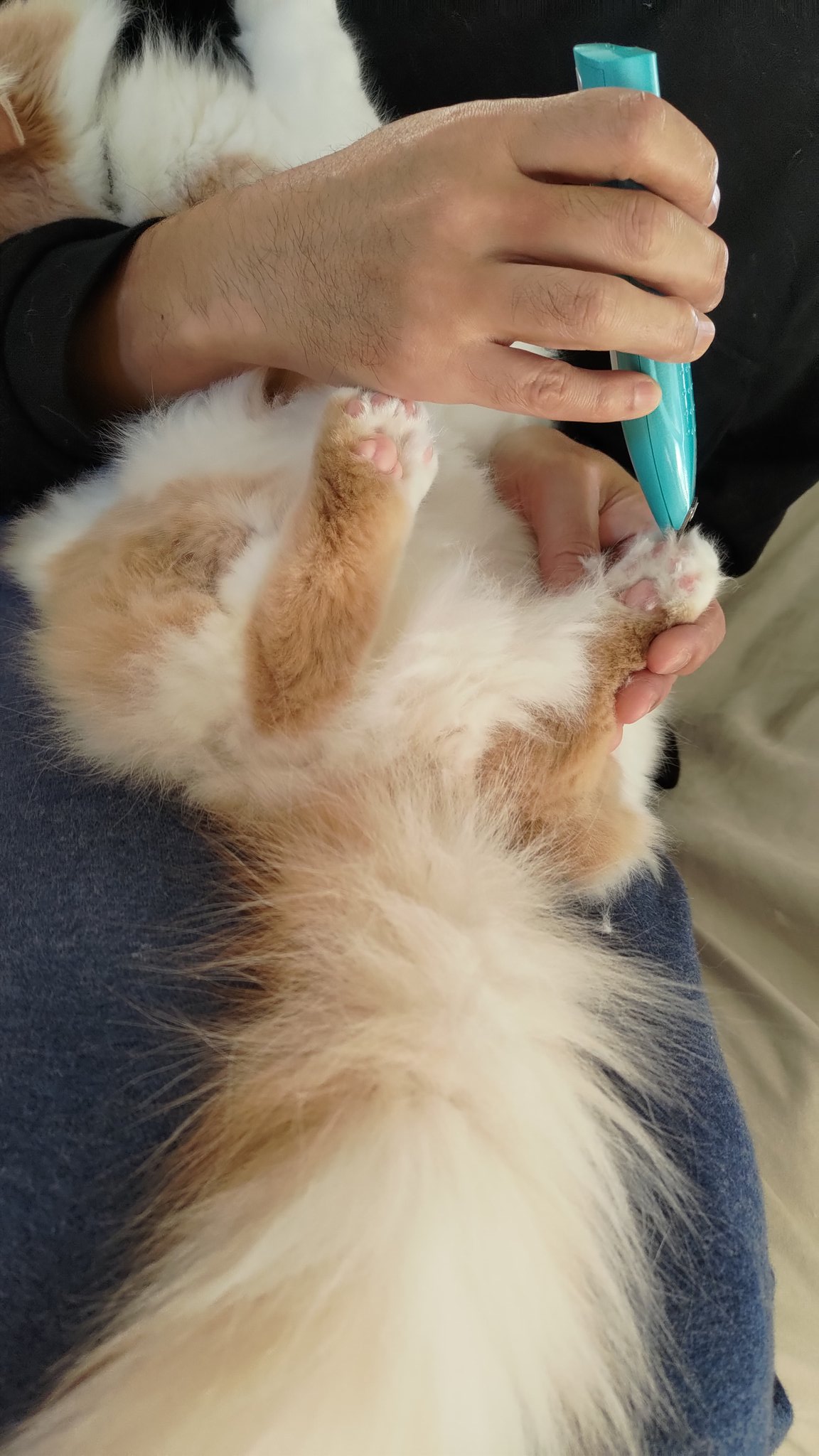 猫用バリカン Twitter Search Twitter