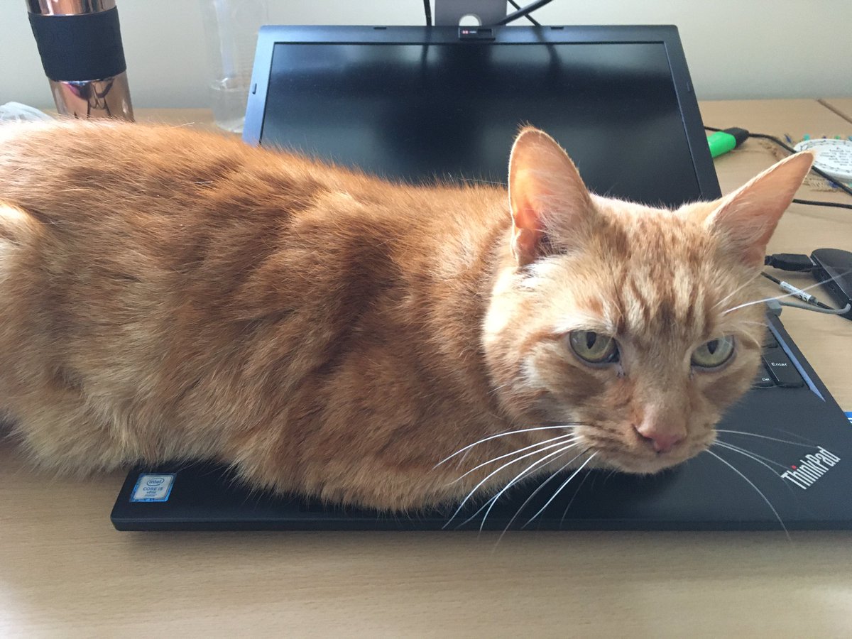 #cat stops play! (or work!)