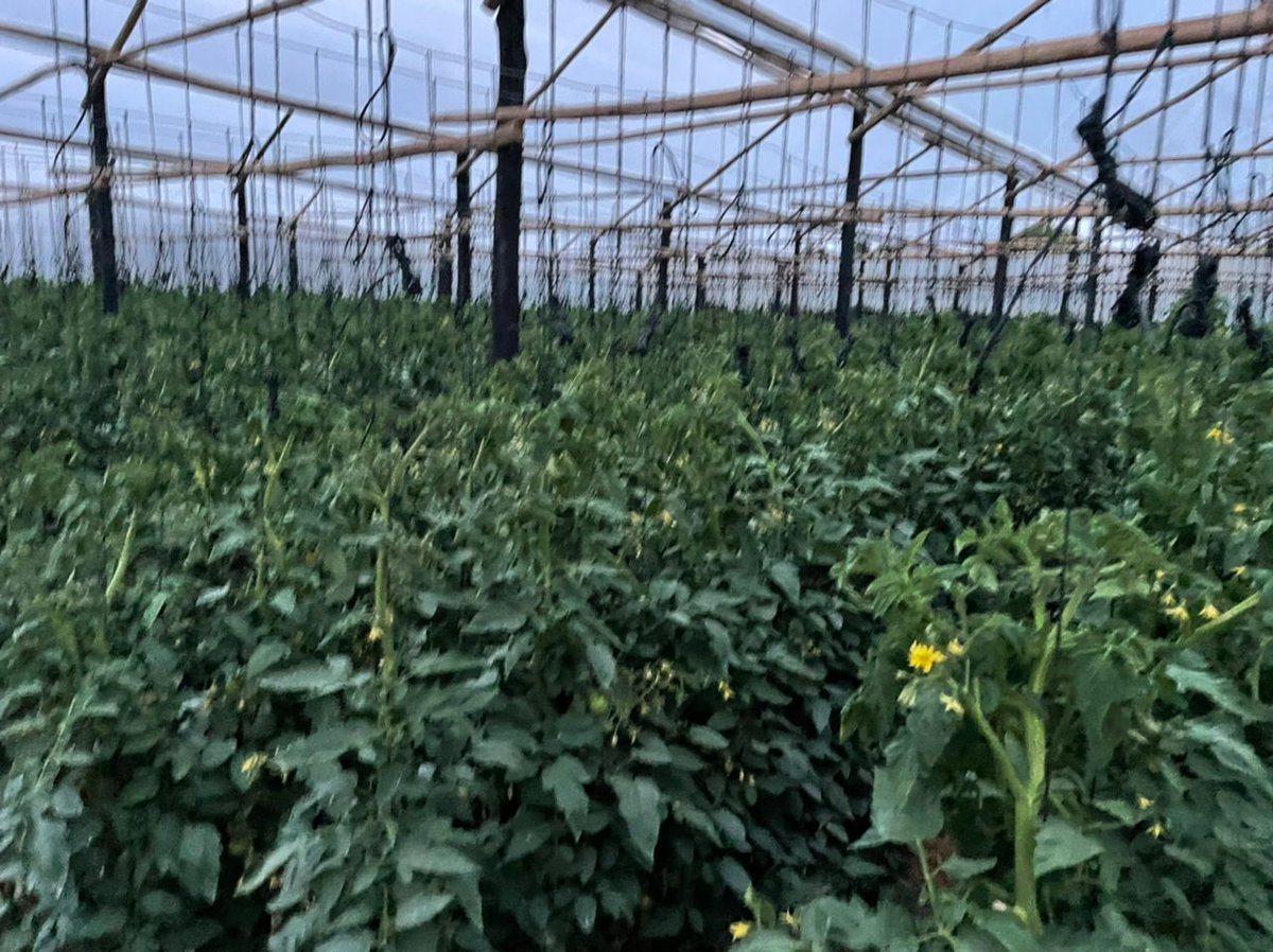 PhiriDivah's tweet photo. 1938 plants of Trinity crop in Rural Domboshava managed by Senior Agronomist @PhiriDivah. Well done to the farmer @darlingtonh3 👏.@corporatefarmg1 @yofavAgronomist @takunick @cmashx @munya_chichevo https://t.co/syfQQtP3xv