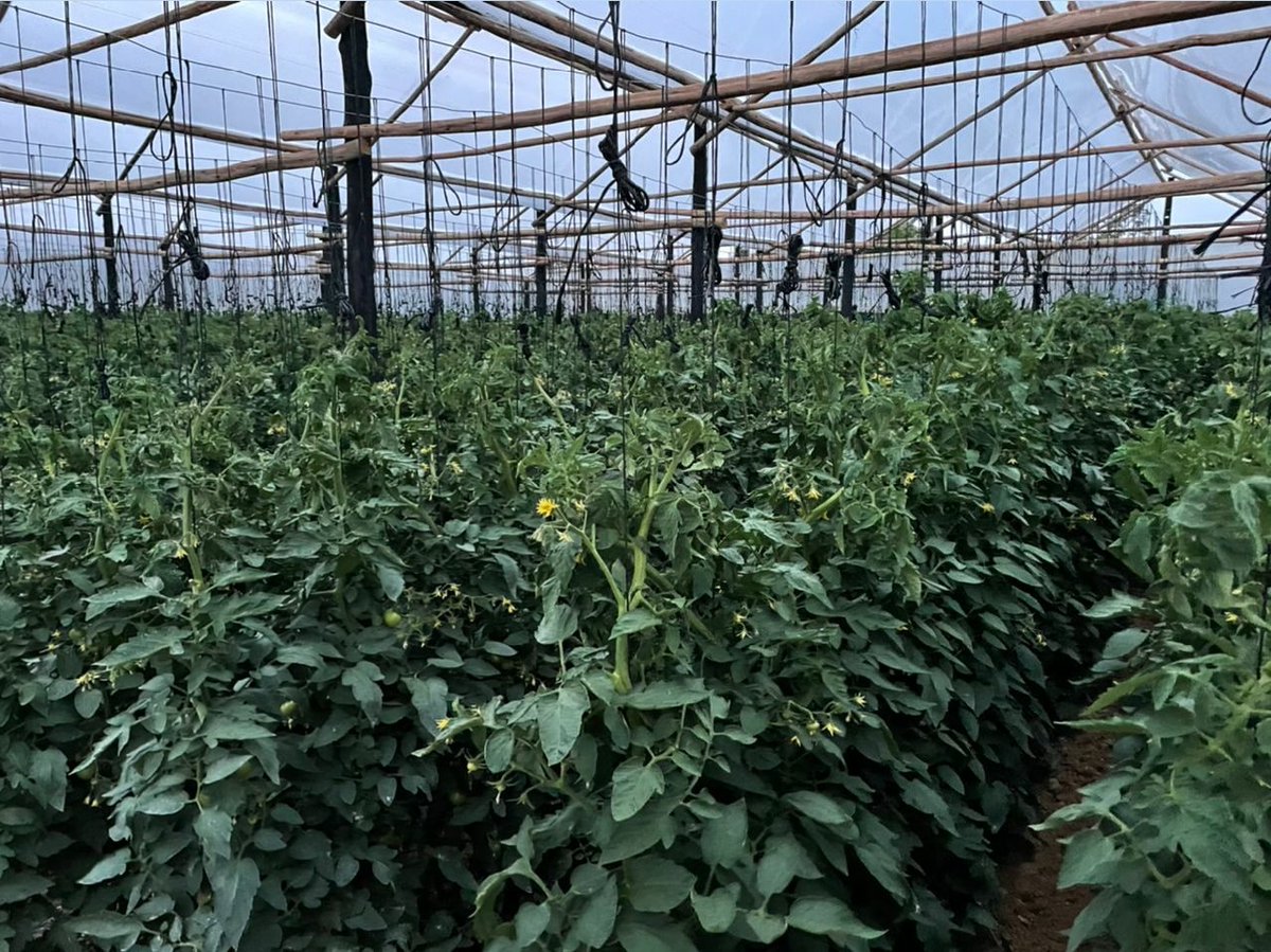 PhiriDivah's tweet photo. 1938 plants of Trinity crop in Rural Domboshava managed by Senior Agronomist @PhiriDivah. Well done to the farmer @darlingtonh3 👏.@corporatefarmg1 @yofavAgronomist @takunick @cmashx @munya_chichevo https://t.co/syfQQtP3xv