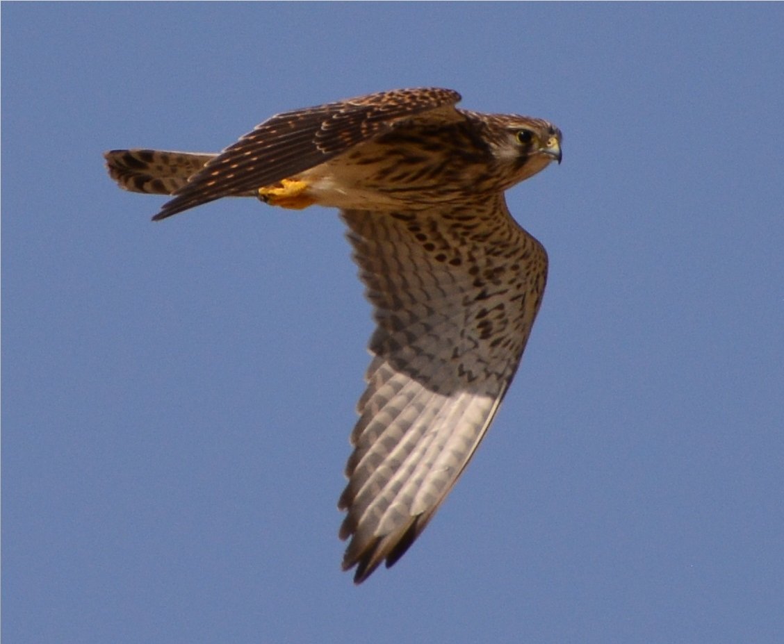 fcozdal's tweet photo. Common Kestrel, a female hovering for prey over the farms at Hamala last week. #birdwatching #BirdsofBahrain #BirdsSeenIn2021 #birdsofprey https://t.co/tF57pP961u