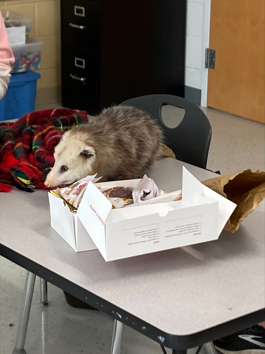 ABWilliamsElem1's tweet photo. Many thanks to @OatlandIsland for coming out and sharing their animal enrichment activity with us! #STEMeducation #STEAMbuilding https://t.co/Bg3XlYz2bd