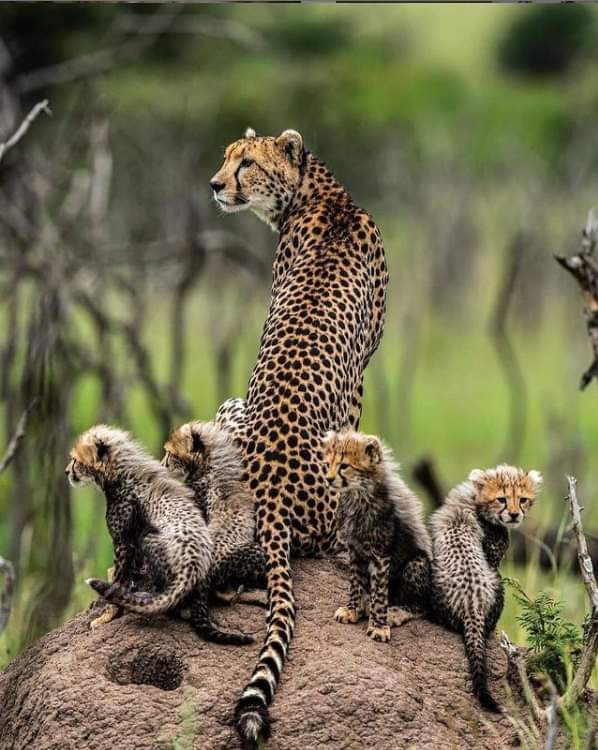 Awesome Cheetah's family
