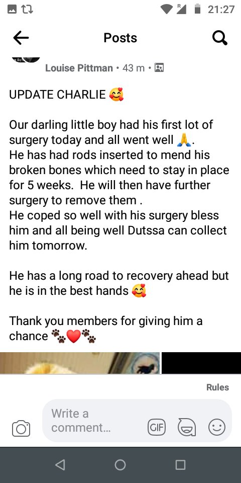 I know lots of you have been thinking of Charlie, who Dutssa rescued yesterday. I'm glad to say that he's had his surgery and is recovering well, surrounded by love 🤗