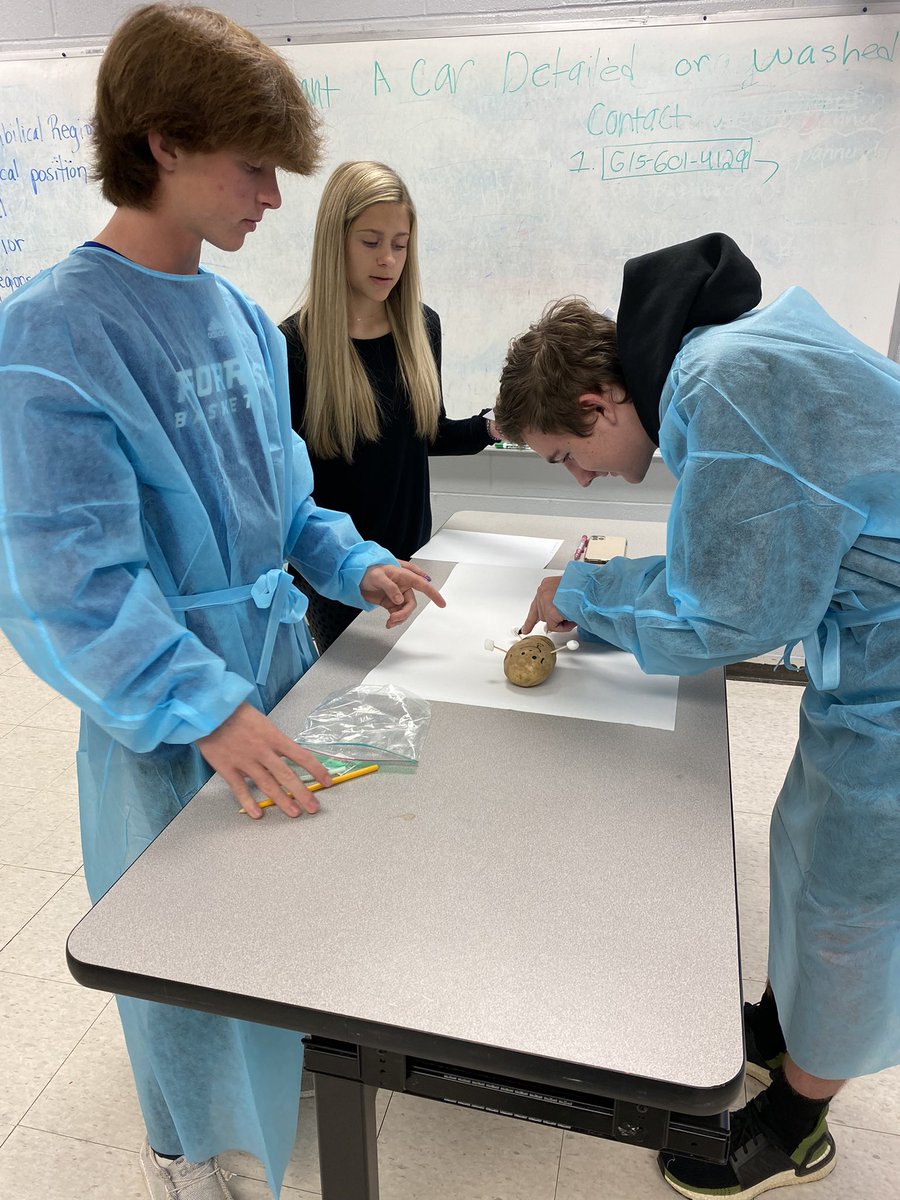 Forrest_Rockets's tweet photo. Mrs Dillon’s Health Science classes performed potato surgery yesterday!! This activity helped the students in learning anatomical position, planes and directional terms of body. 💙🚀👩🏼‍⚕️👨🏻‍⚕️ https://t.co/uy4mhmA48H