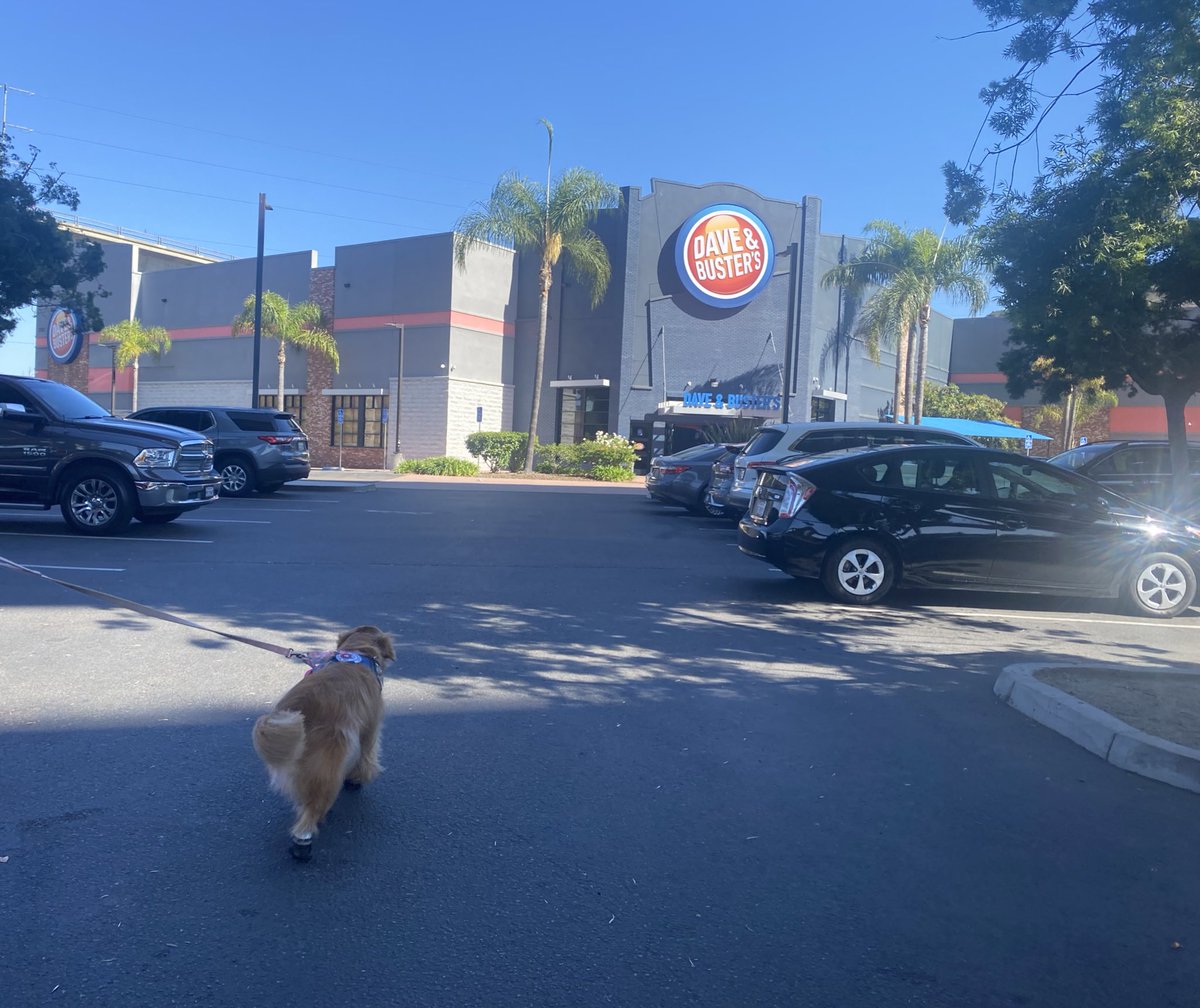 HachikoSBeans's tweet photo. .@DaveandBusters is a place I have come to wag my tail and let loose after visits where I help patients by letting them pet me and see my puppy dog smiles and bring them a glimmer of joy…COVID was ruff— Glad they re-opened! 👏🤍

 #therapydog @akcdoglovers @pet_partners 🐾🤍 https://t.co/1wuaW82PI7
