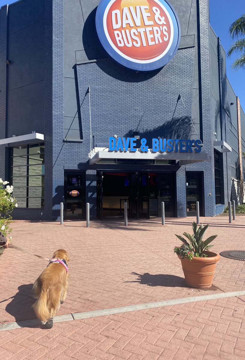 HachikoSBeans's tweet photo. .@DaveandBusters is a place I have come to wag my tail and let loose after visits where I help patients by letting them pet me and see my puppy dog smiles and bring them a glimmer of joy…COVID was ruff— Glad they re-opened! 👏🤍

 #therapydog @akcdoglovers @pet_partners 🐾🤍 https://t.co/1wuaW82PI7