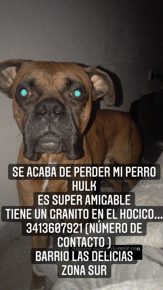 ChiaraBlanco_'s tweet photo. Por favor compartir !! Se perdió mi perro Hulk, es súper amigable, zona sur de Rosario... a la altura de Oroño e Hilarion de la Quintana 3413607921... 😖😖 https://t.co/NuW3neQM52