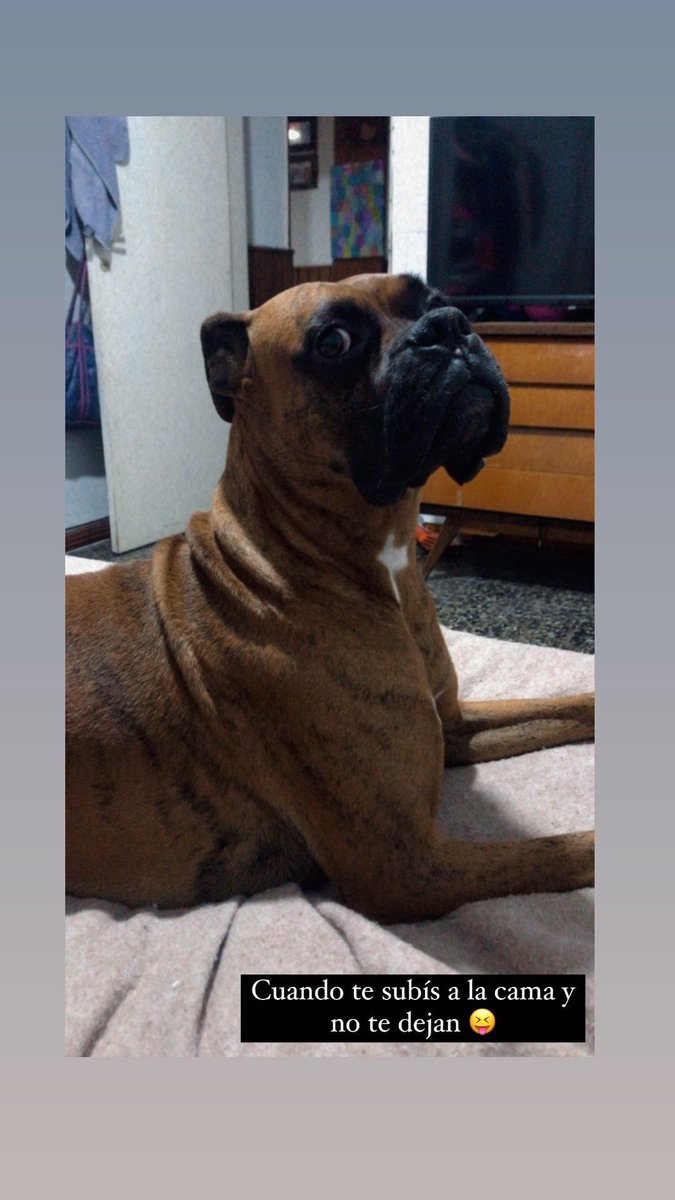 ChiaraBlanco_'s tweet photo. Por favor compartir !! Se perdió mi perro Hulk, es súper amigable, zona sur de Rosario... a la altura de Oroño e Hilarion de la Quintana 3413607921... 😖😖 https://t.co/NuW3neQM52