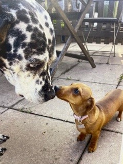MFT_Imaging's tweet photo. So as the day draws to a close I will sign off for Trafford and pass the baton to MRI site tomorrow.
Happy Wednesday all from the Trafford GI pooches
(Pongo &amp; Ripley - let you guess which is which)
#wrd2021 https://t.co/2qV4mlXJfA