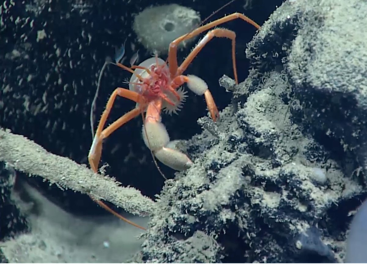 #OKEANOS! A cute little hermit crab carrying a sea anemone on Blake Spur Trough, 3651 m depth!