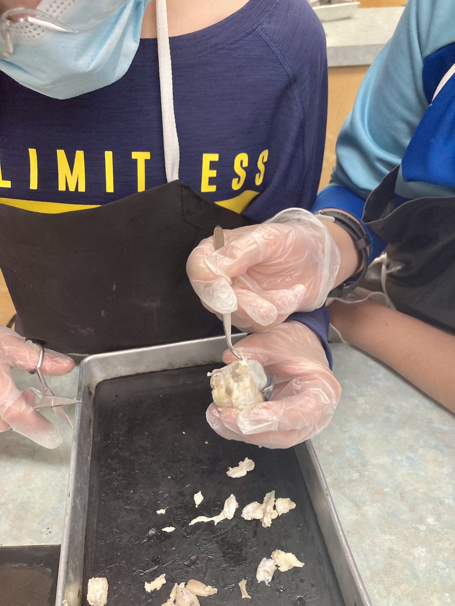 SherWalters's tweet photo. Started the day with a fun #eyedissection in the Jr School Lab. It’s my favourite dissection and a great experiential learning task to helps Ss understand eye components and function. 

Thanks to @JaclynDemmers and her 8’s for inviting me in to help!
#sheepeyes #lightandoptics https://t.co/kRglRg3hCN