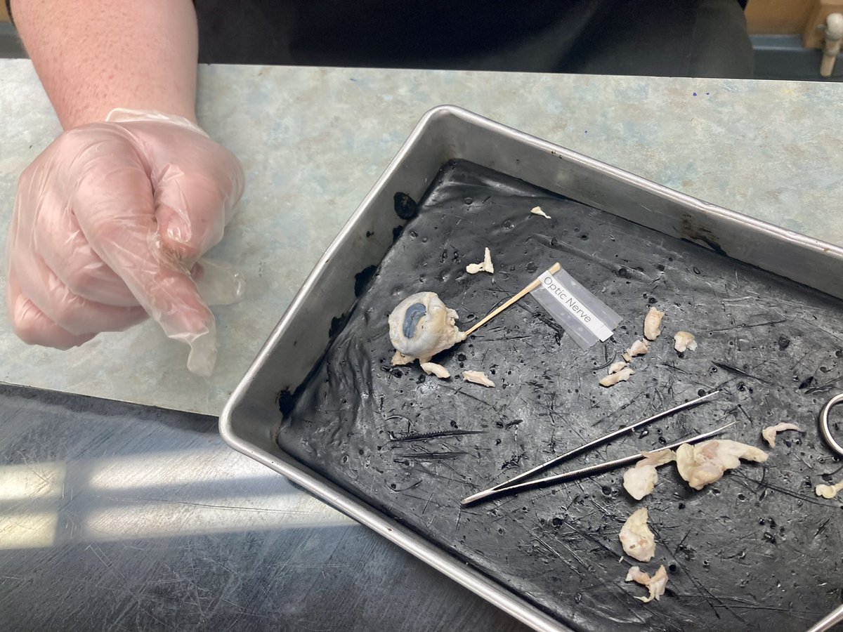 SherWalters's tweet photo. Started the day with a fun #eyedissection in the Jr School Lab. It’s my favourite dissection and a great experiential learning task to helps Ss understand eye components and function. 

Thanks to @JaclynDemmers and her 8’s for inviting me in to help!
#sheepeyes #lightandoptics https://t.co/kRglRg3hCN
