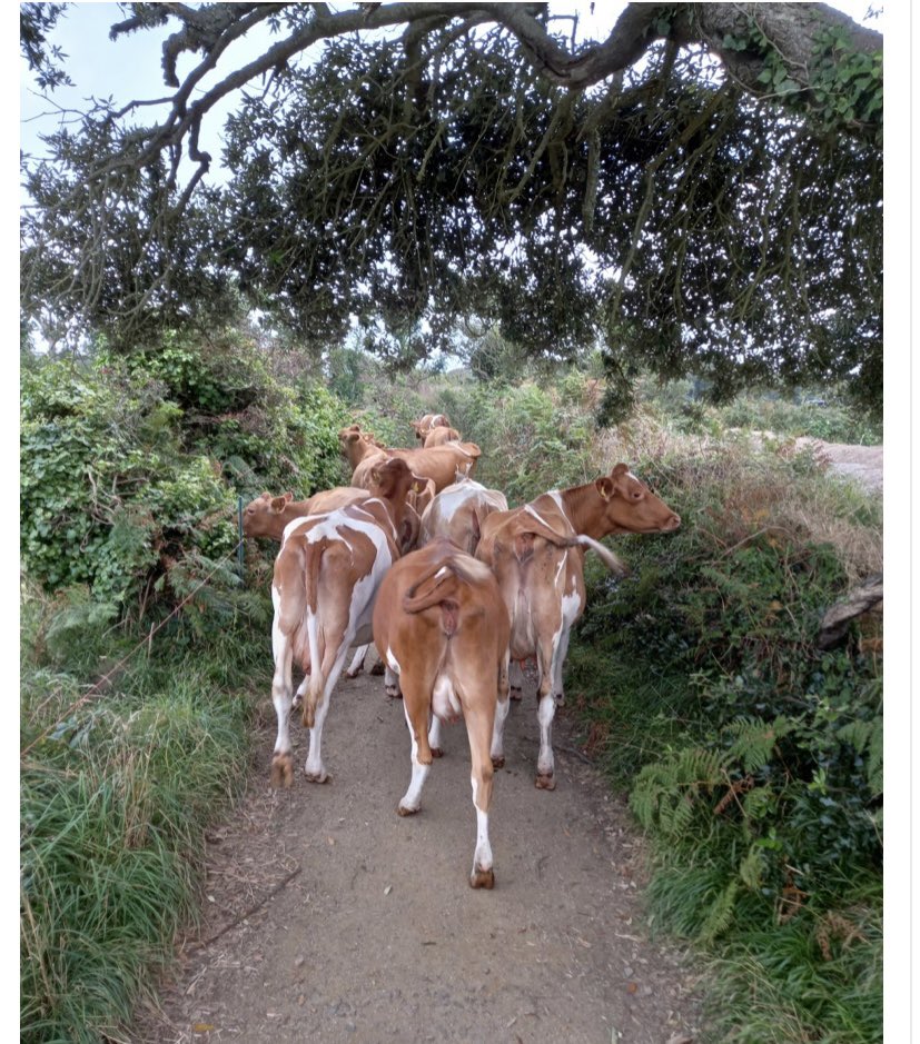 Got Milk?! Sark’s dairy certainly does…On <a href="/Elizaphilips/">Eliza Philippidis</a> on <a href="/BBCJersey/">BBC Jersey</a> and <a href="/BBCGuernsey/">BBC Guernsey</a> we chat to the man who moved his family to a tiny island and brought Sark’s dairy back from the brink. Check out the full interview on - bbc.co.uk/programmes/p09…