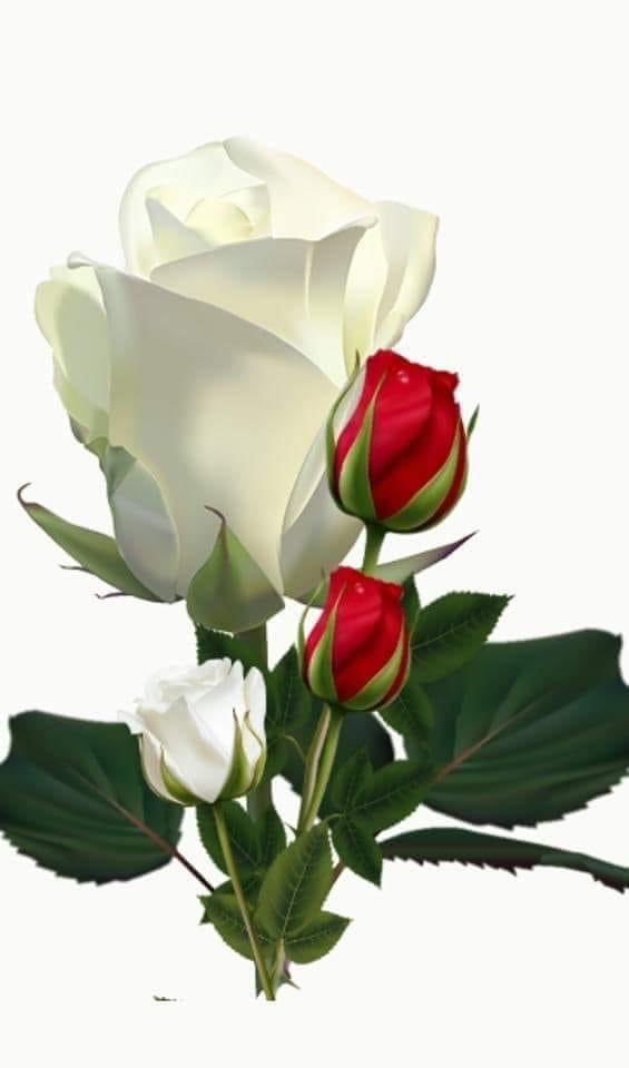 jrouash tweet picture